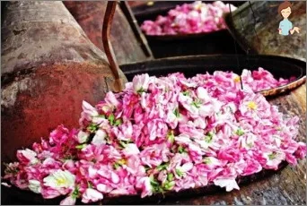 تصویر 1 از قیمت خرید گلاب یک لیتری ربیع + فروش ویژه